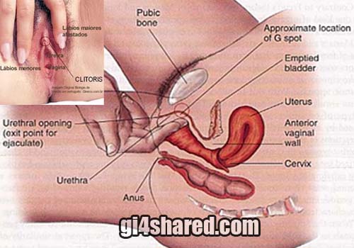 Three types of sex characteristics